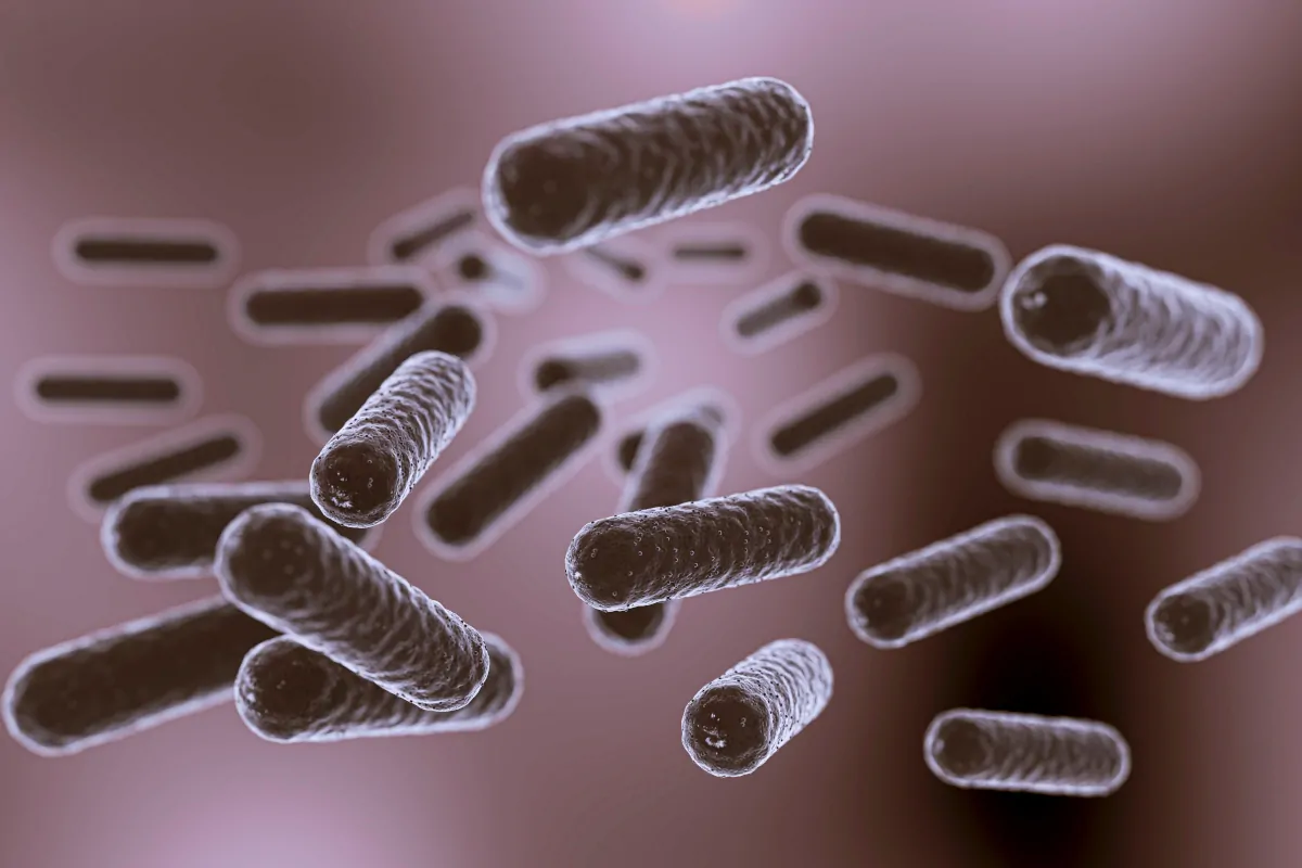 bakterie probiotyczne