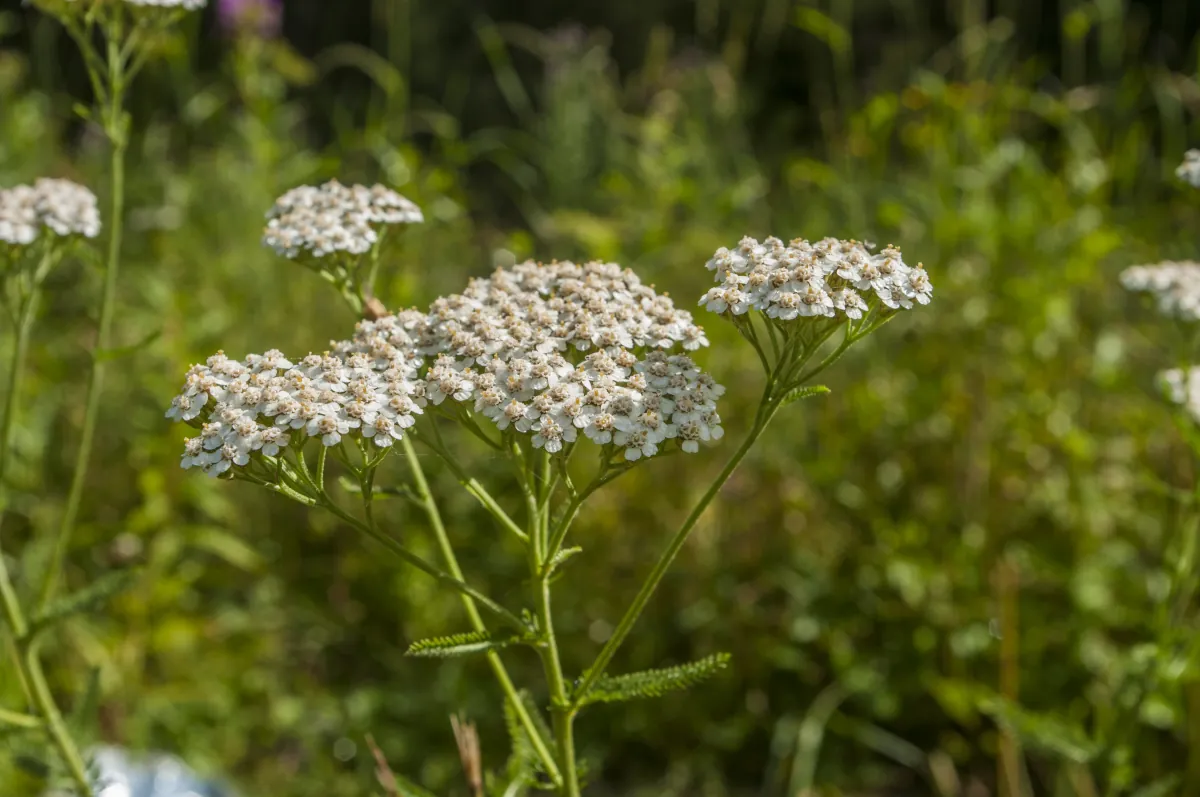 na co pomaga krwawnik