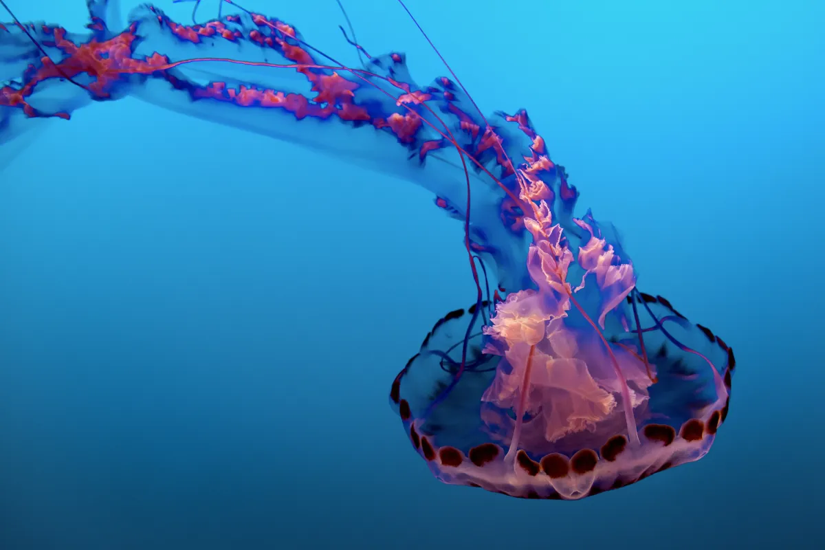 oparzenie meduzy