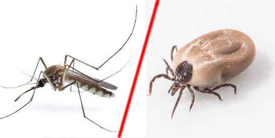 Plaga komarów i kleszczy - jak się bronić?