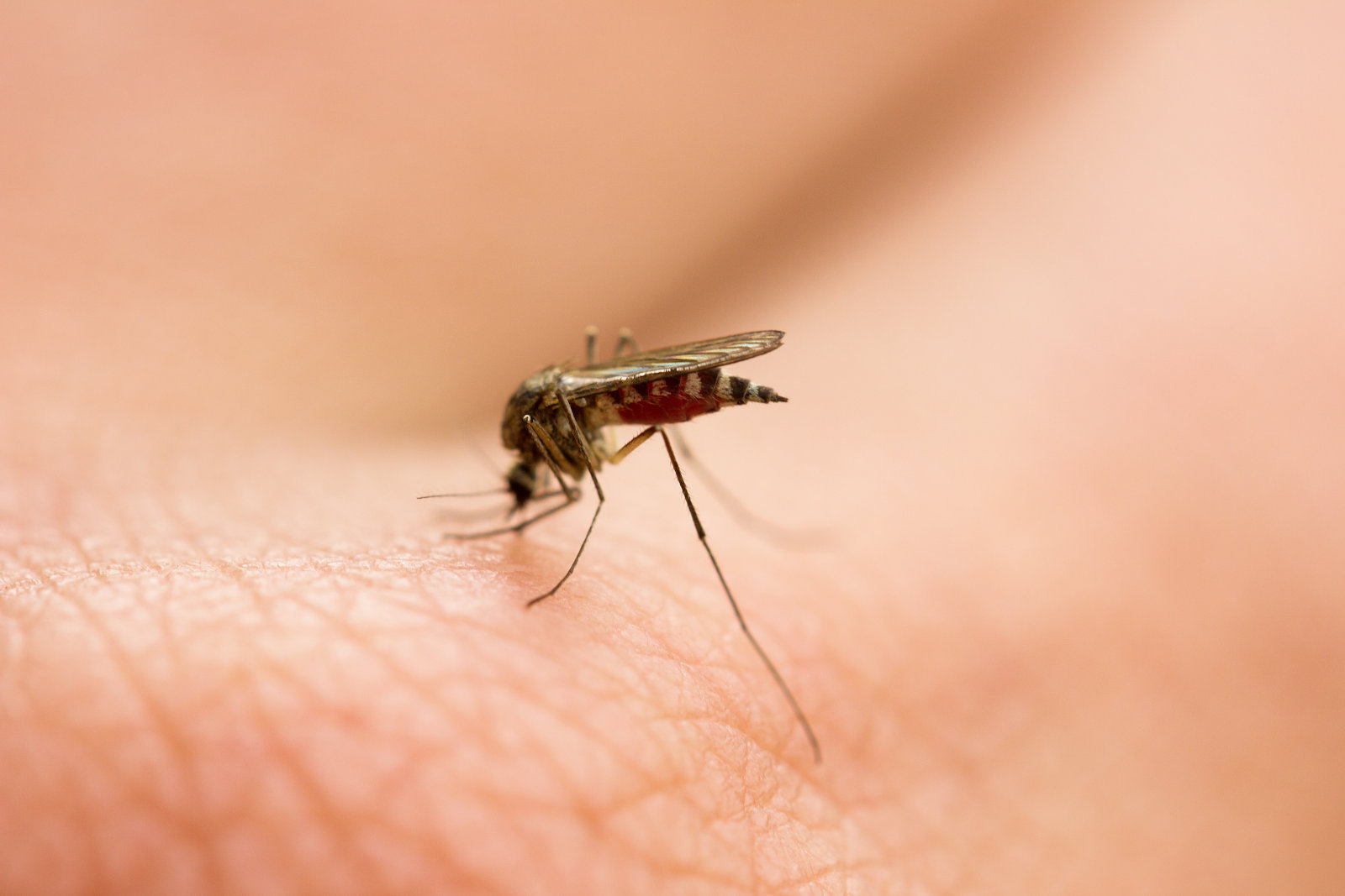 Preparat po ukąszeniu komara i innych owadów, jaki wybrać?